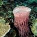sponge_barrel_sr_v_0705_png0934.jpg